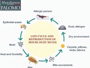 dustmites-2